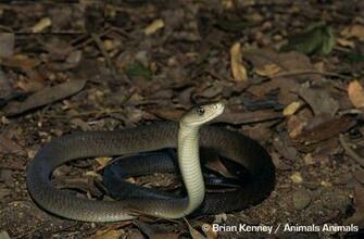 Black Mamba Wallpaper Sa