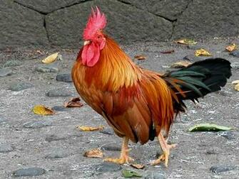 Rooster Wallpaper