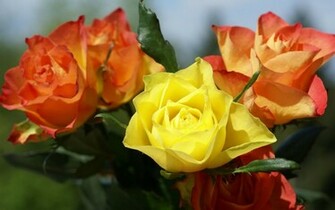 Rose Wallpaper Flower Red Roses Of
