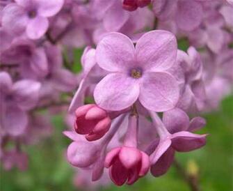 Lilacs Closeup Wallpaper