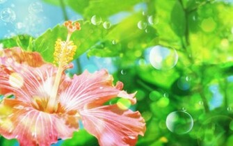 Flower Wallpaper Windows Vista Xp Picks