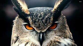 Eagle Owl Wallpaper Animal