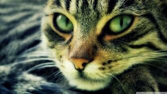 Now Cat Wallpaper 1080p HD Read Description Info S And