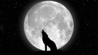 Black Wolf Background Wallpaper HD