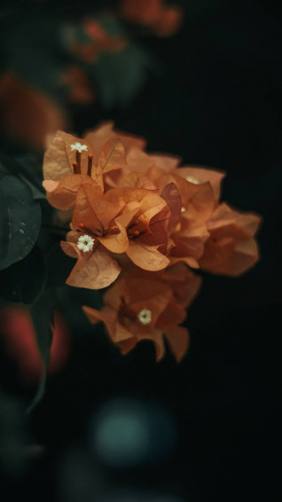 Dark Floral Background Wallpaper