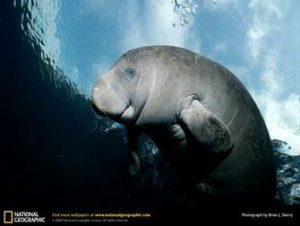 Manatee Picture Desktop Wallpaper