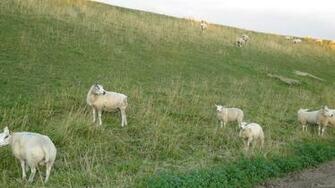 Sheep Wallpaper Barbaras HD