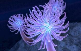 Anemone Wallpaper
