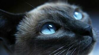 Black Grumpy Cat Image HD Wallpaper Of