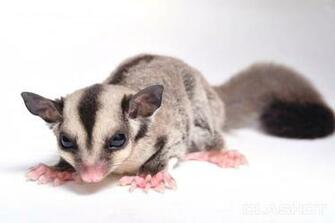 Little Sugar Glider On White Background Mobile Editorial