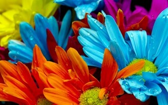 Rainbow Flowers Wallpaper