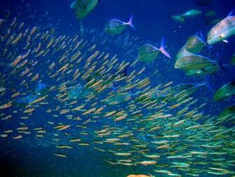File Moofushi Kandu Fish Jpg Wikipedia The Encyclopedia