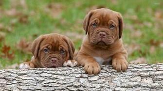 Dogue De Bordeaux Puppies Wallpaper Animal