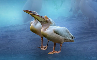 Beak Bird Animal Pelican HD Wallpaper