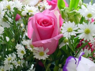 Wallpaper Rose Flowers