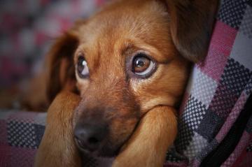 Central Saanich Church To Bless Pets Victoria News