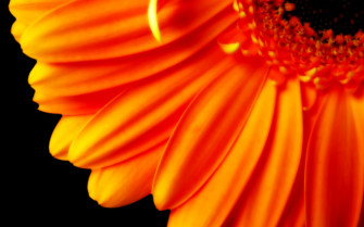 Orange Flower Wallpaper And Image