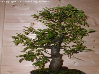 HD Wallpaper Bonsai Tree X Kb Jpeg