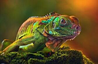 Beautiful Animal