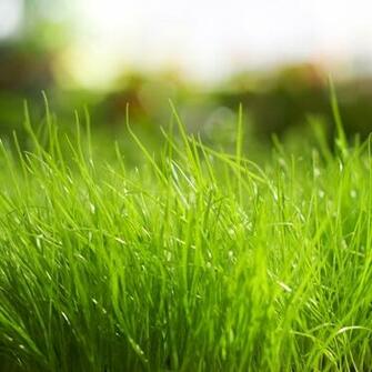 Wallpaper For iPad Fresh Grass Spring
