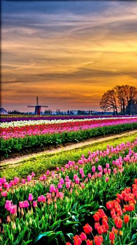 Tulip Field Sunset
