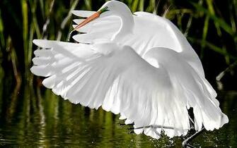 Heron Wallpaper Photo And All