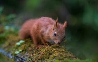 Wallpaper Nature Animal Moss Protein Rodent Tamas