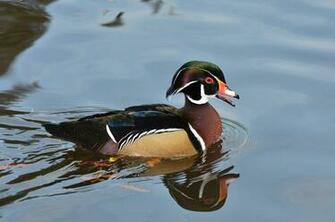 Wood Duck HD Wallpaper Wallpaperin4k Net