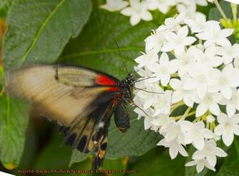 Beautiful Wallpaper Butterflies