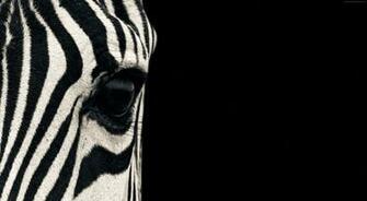 Black And White Animal Wallpaper Jsc68z7 Picserio