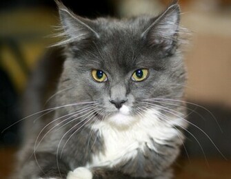 Bonny Maine Coon Photo And Wallpaper Beautiful