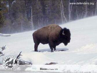 American Bison Wallpaper