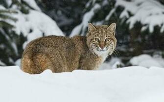 Snow Animals Bobcats Wallpaper