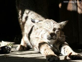 Bobcat Wallpaper HD Background Image Pictures