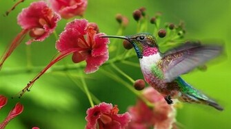The Hummingbird Totem And Wisdom Of Accomplishing Great Feats