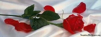 Red Rose Cover