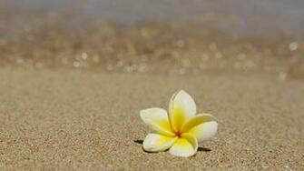 Beautiful Frangipani Plumeria Tropical Flower On Sandy Beach Hawaii Hq