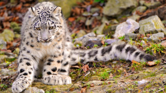 Nature Landscape Animals Snow Leopards Wallpaper HD