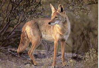 Coyote En Un Bosque Wallpaper
