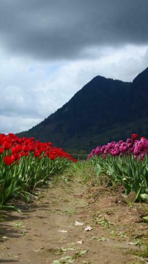 HD Red Purple Tulips Samsung Galaxy Wallpaper Mobile Background