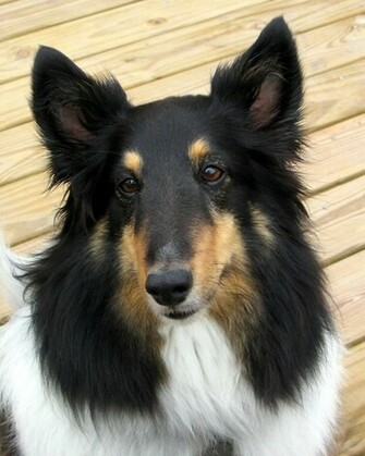 Shetland Sheepdog Wallpaper Android Apps On Google Play