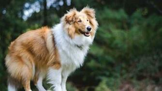 Shetland Sheepdog Wallpaper