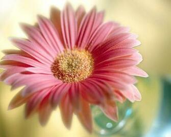 Flower Wallpaper Nature Home