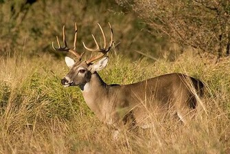 White Tailed Deer Season