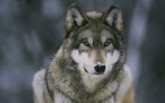 Wolf Wallpaper HD