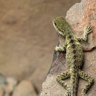 Lizard iPad Wallpaper Xpx HD Dancing