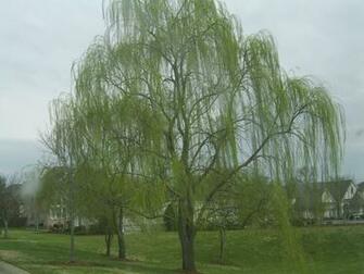 More Picture With The Weeping Willow Tree Types