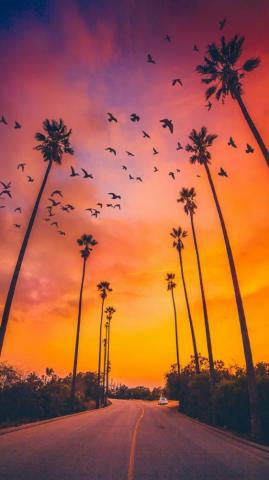 Palm Trees Sunset Nature iPhone Wallpaper