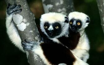 Lemur Wallpaper