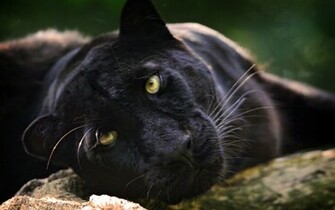 Panther Leopard Black Face Eyes Wallpaper Background